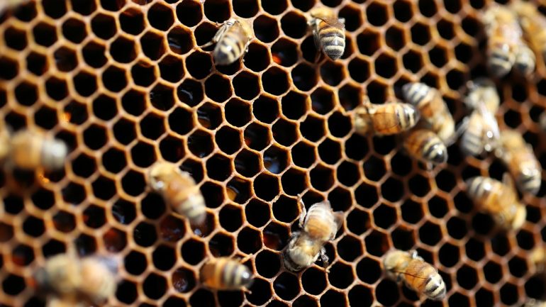 L’utilisation du miel de Manuka en cuisine