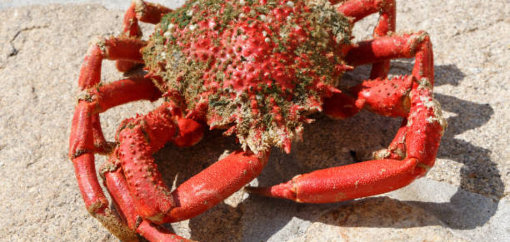 crabe