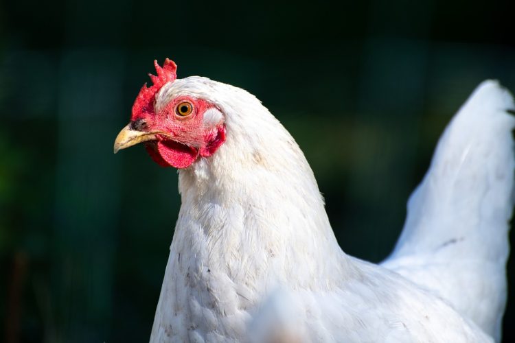 Quels sont les principaux nutriments apportés par le poulet ?