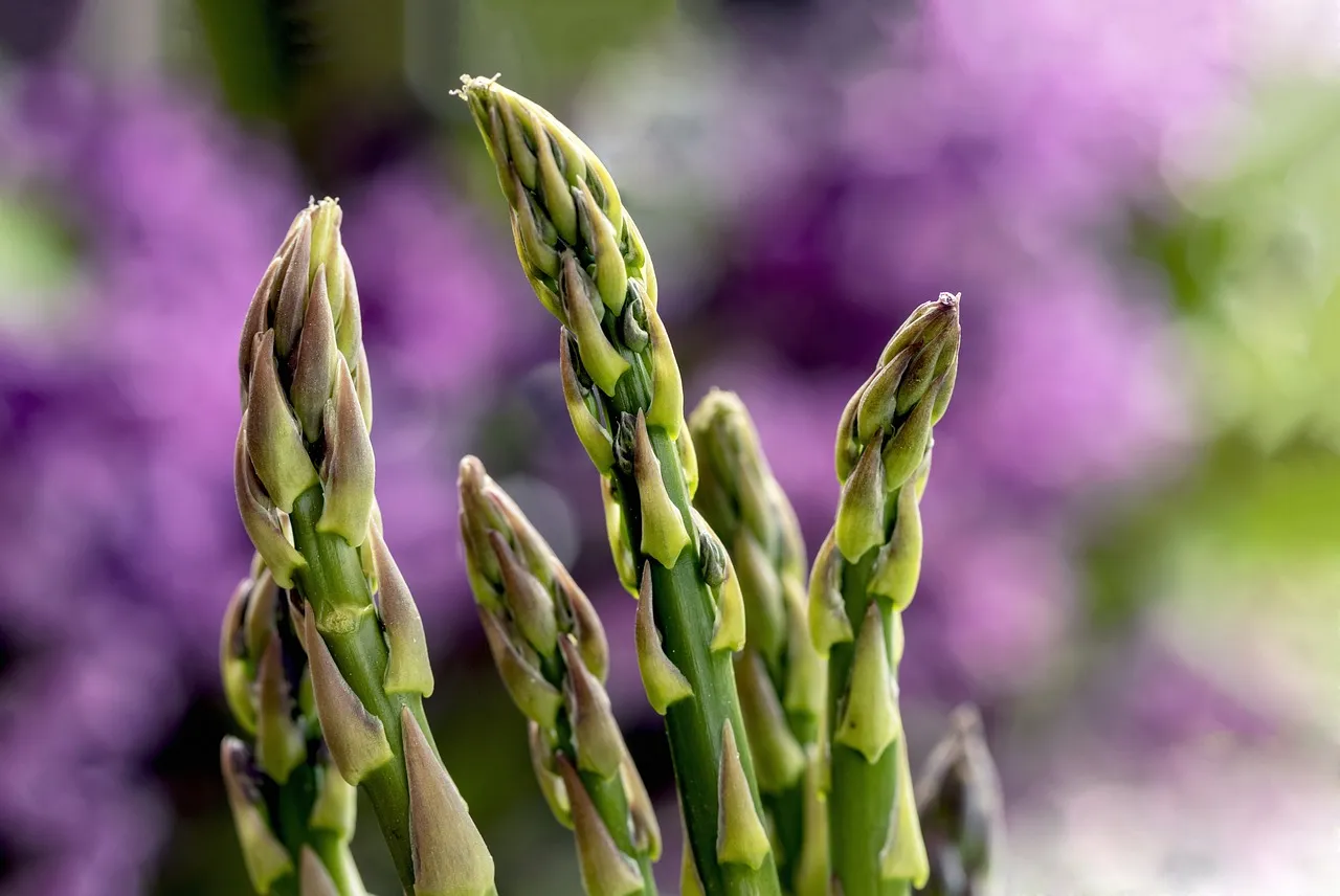 Tout ce que vous devez savoir sur la cuisson des asperges vertes