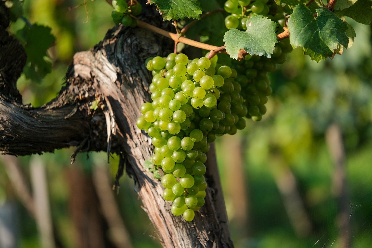 Les tendances des vins bio en 2024 : un engagement durable et innovant