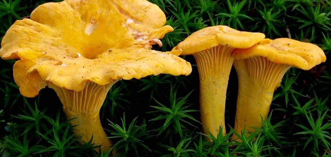 champignon comestible
