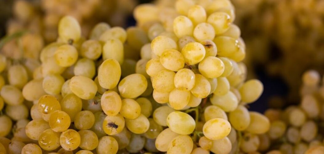 Comment_choisir_un_vin_vegan? Comment_choisir_un_vin_vegan?