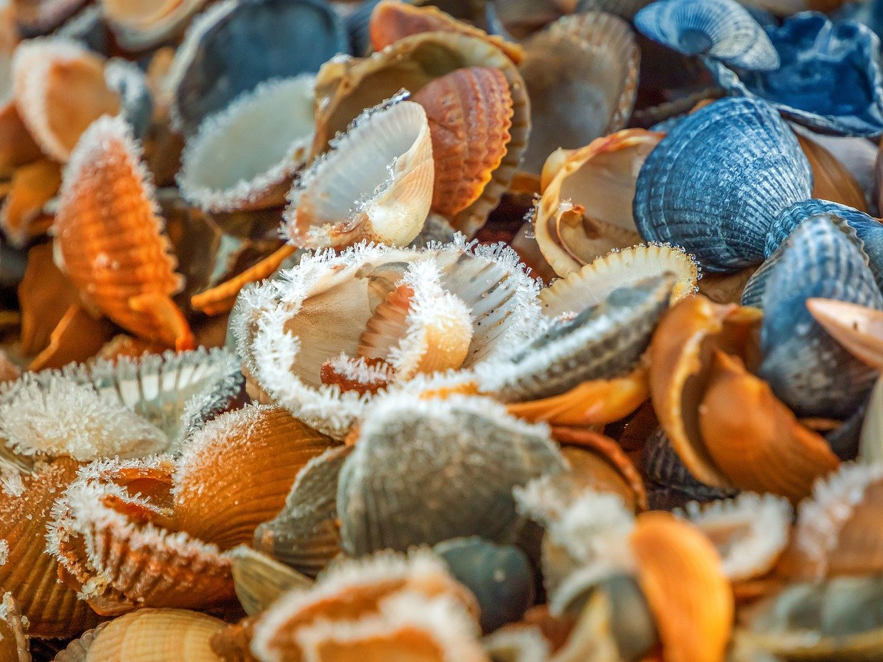 Les délices marins de Bretagne : découvrez la richesse des fruits de mer !