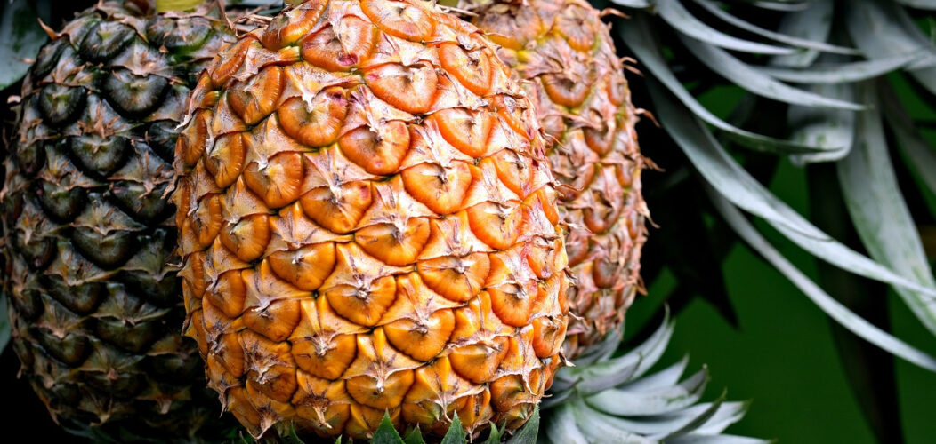 comment_savoir_si_un_ananas_est_mûr_? comment_savoir_si_un_ananas_est_mûr_?
