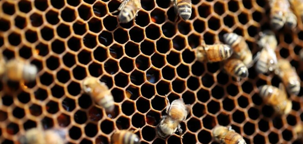 L_utilisation_du_miel_de_Manuka_en_cuisine L_utilisation_du_miel_de_Manuka_en_cuisine