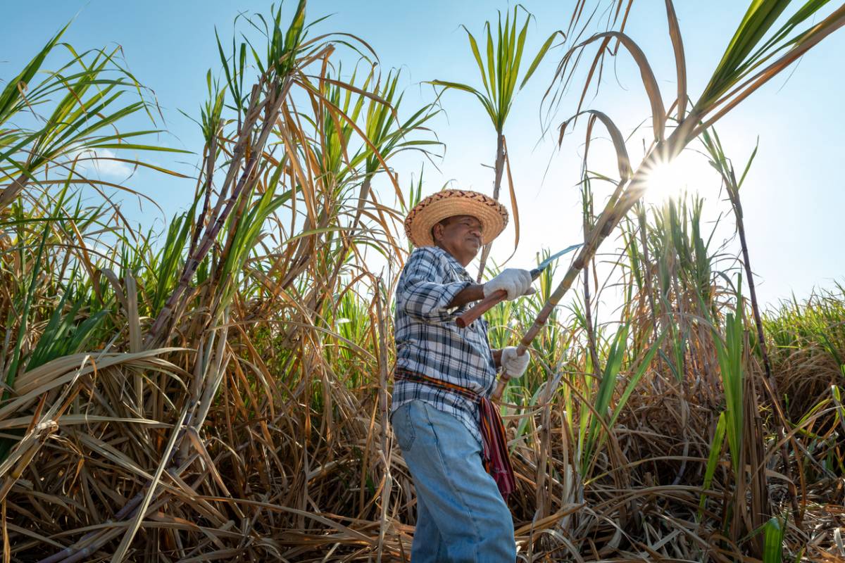 Marie-Galante et son rhum agricole : la canne coupée main à l’honneur