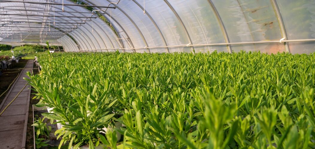 Découvrez_la_magie_des_plantes_aromatiques_en_pot_!