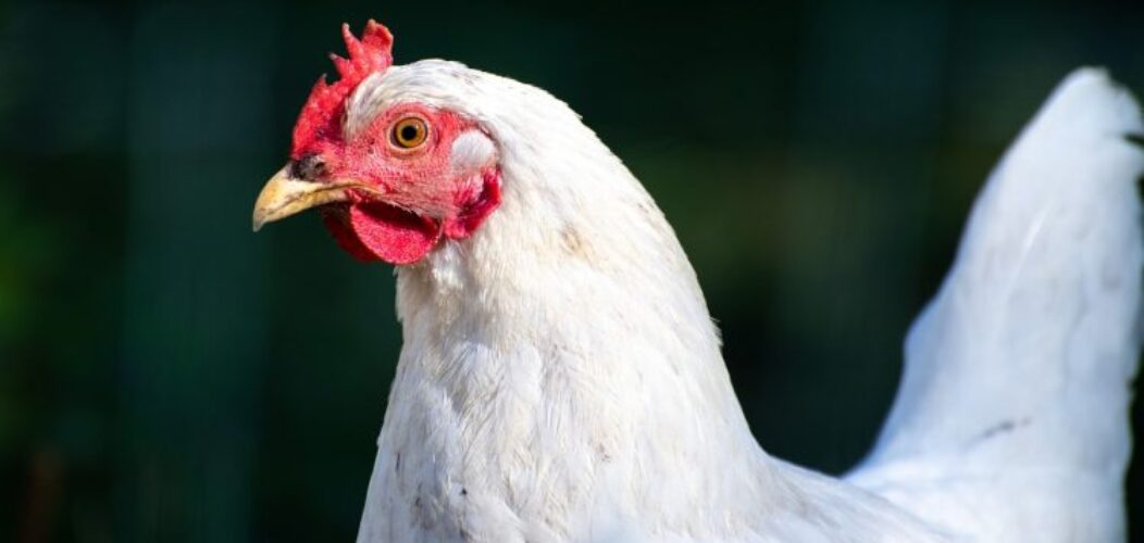Quels_sont_les_principaux_nutriments_apportés_par_le_poulet_?