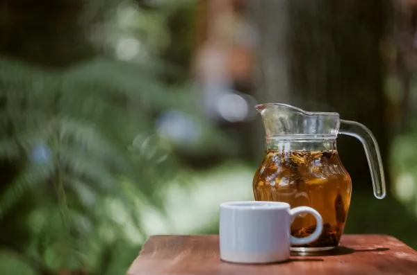 boisson kombucha