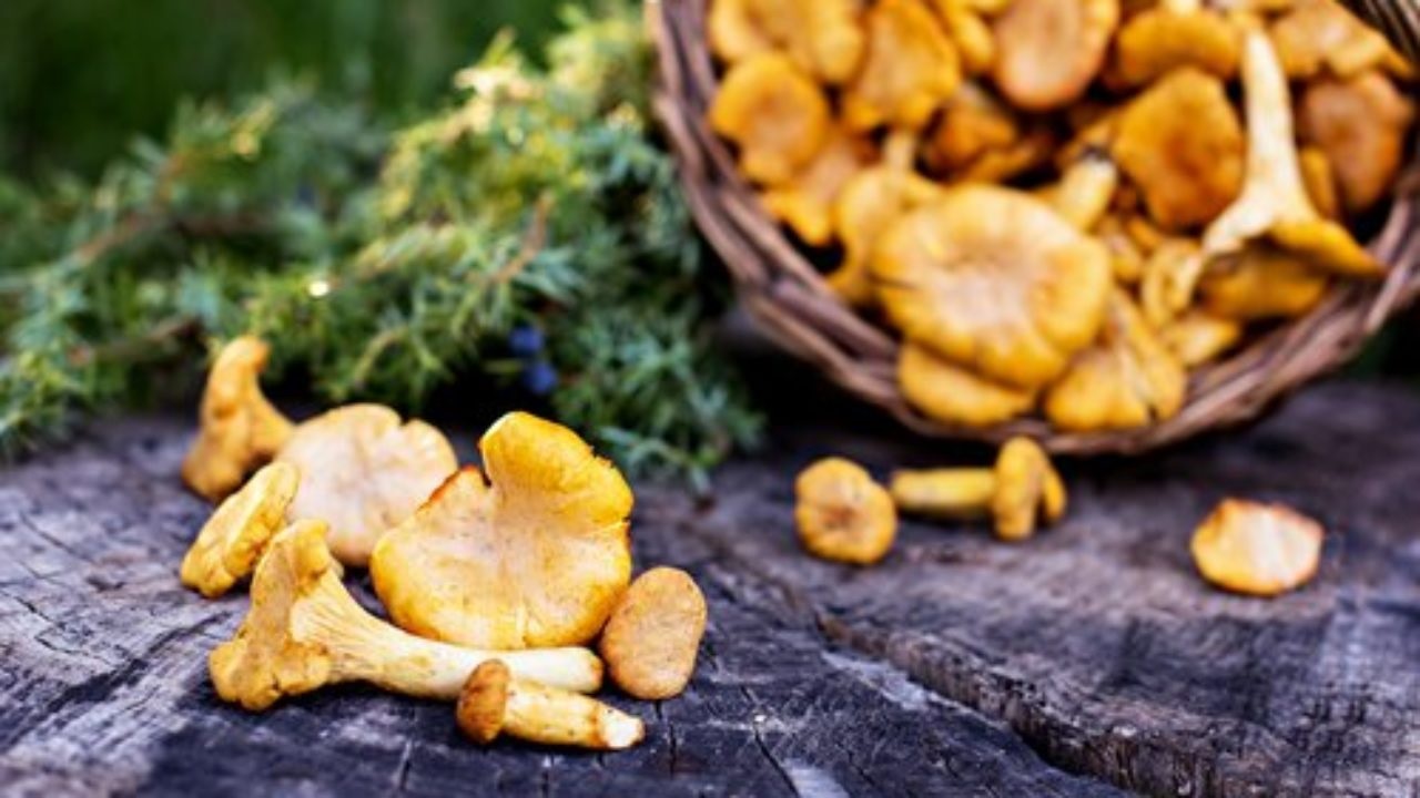 chanterelle