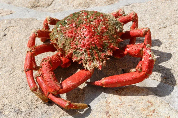 crabe