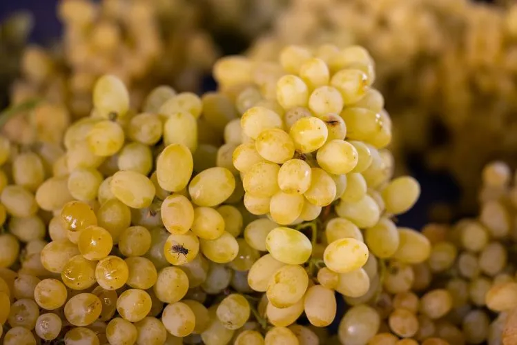 Comment choisir un vin vegan?