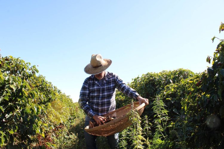coffret café en grain arabica