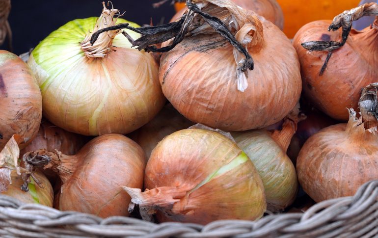 Comment planter des oignons ?