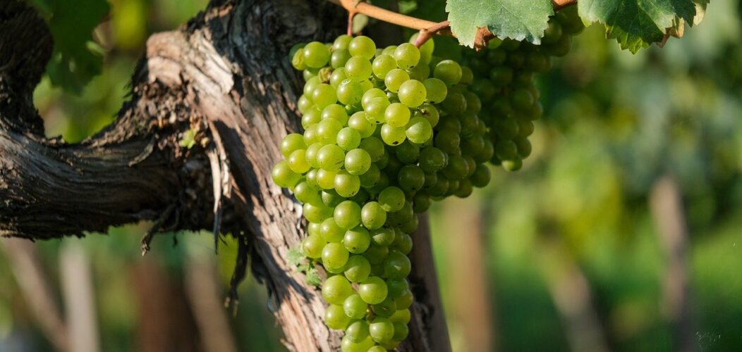 Les_tendances_des_vins_bio_en_2024_:_un_engagement_durable_et_innovant
