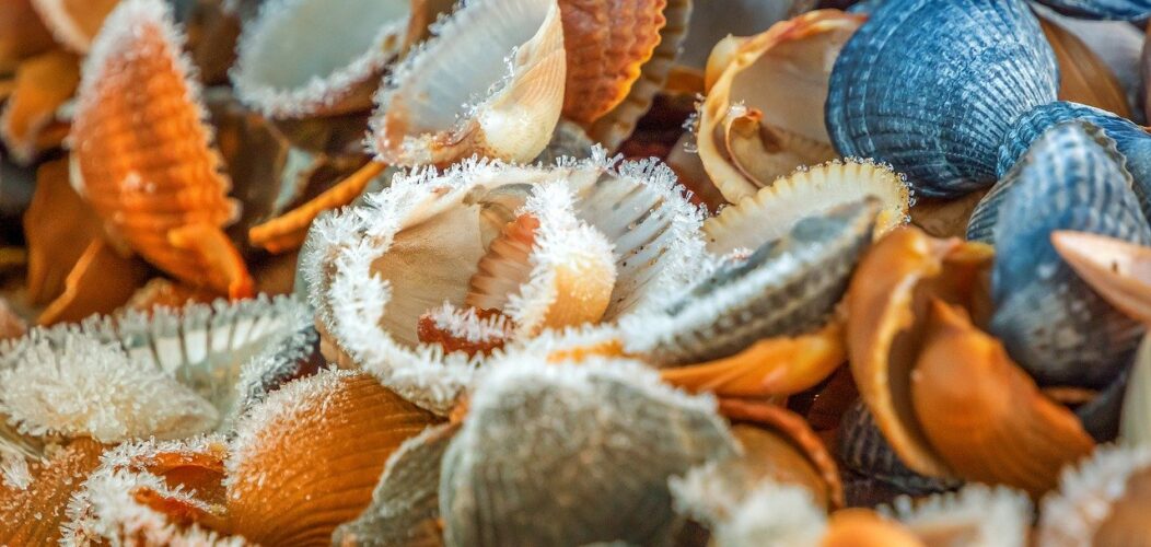 Les_délices_marins_de_Bretagne_:_découvrez_la_richesse_des_fruits_de_mer !