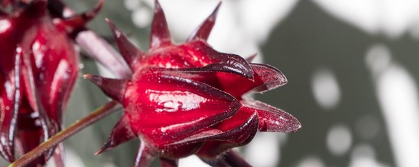 plante Bissap