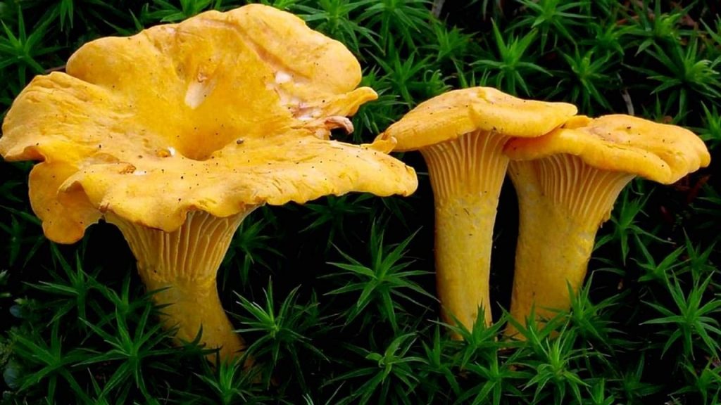 champignon comestible
