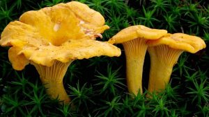 champignon comestible