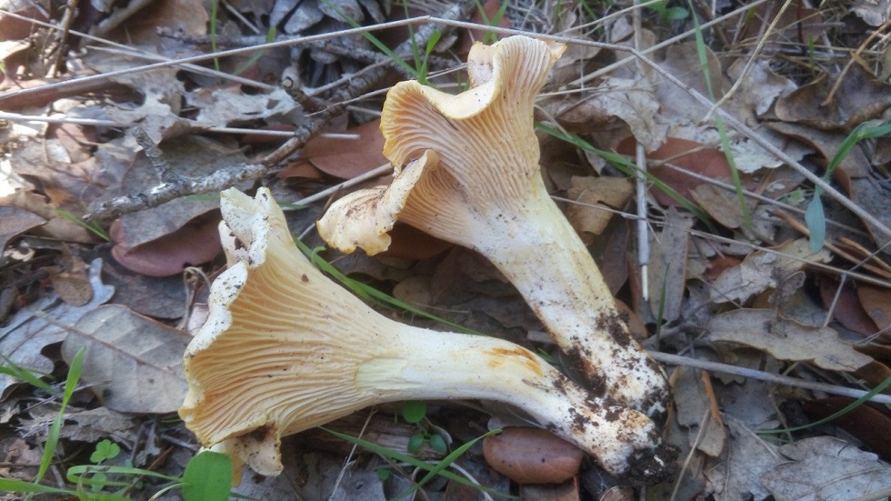 champignon